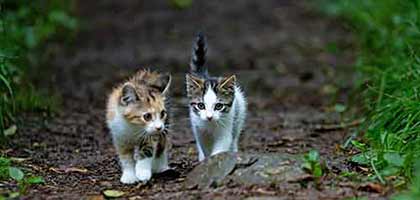 Animals