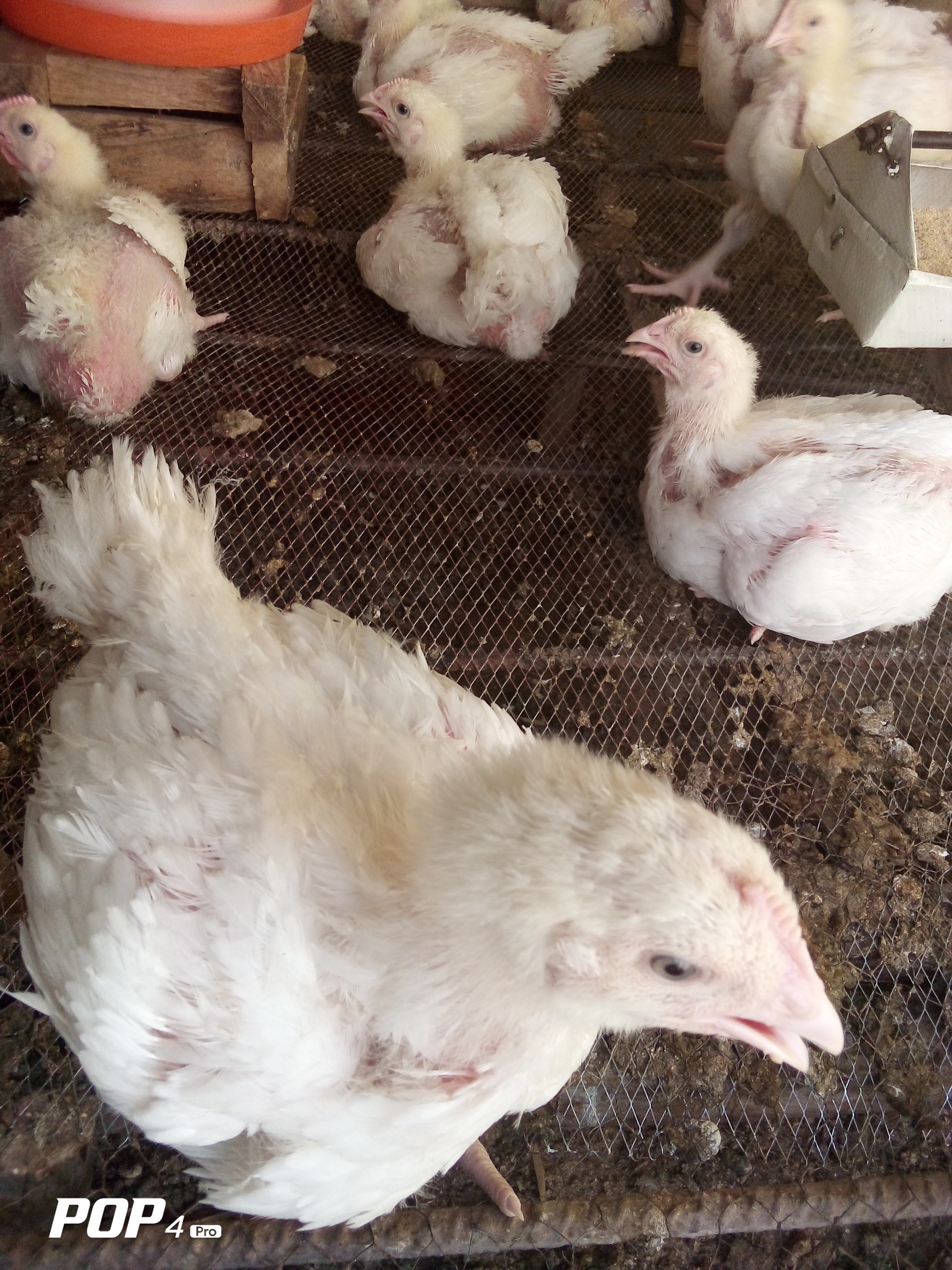 3 weeks+ Broilers For Sale
