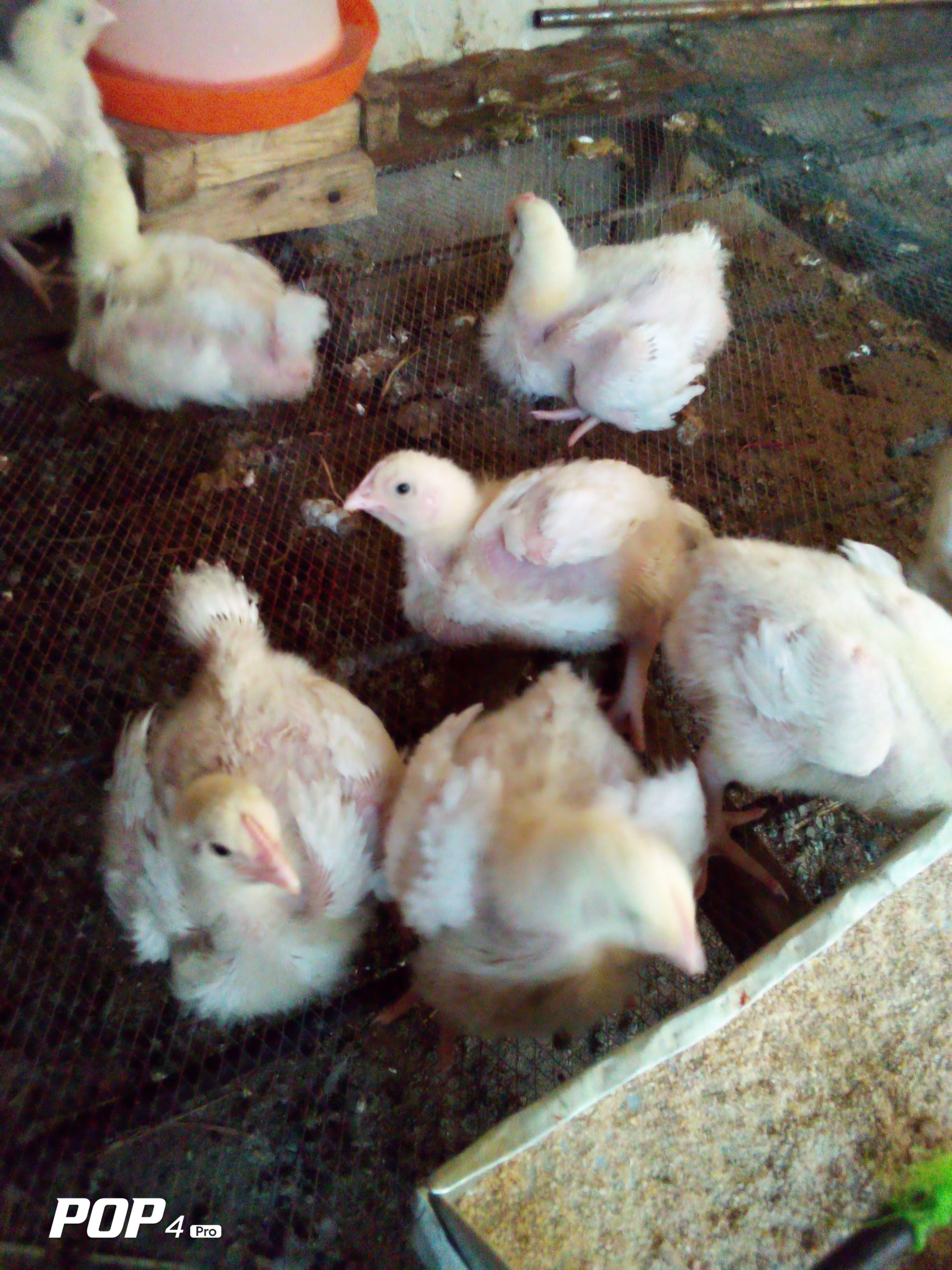 3 weeks+ Broilers For Sale